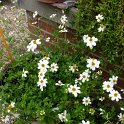 Bidens x 'Pirate's Pearl'